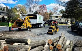 Best Tree Removal  in Tatum, TX