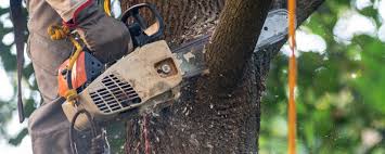 Best Tree Risk Assessment  in Tatum, TX