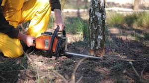 Best Arborist Consultation Services  in Tatum, TX