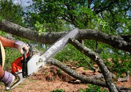 Leaf Removal in Tatum, TX