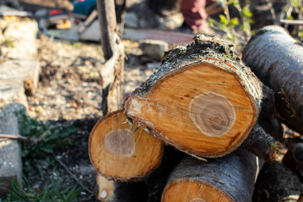 Best Tree Health Inspection  in Tatum, TX