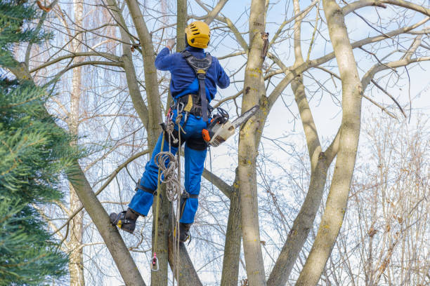 Best Tree Trimming and Pruning  in Tatum, TX