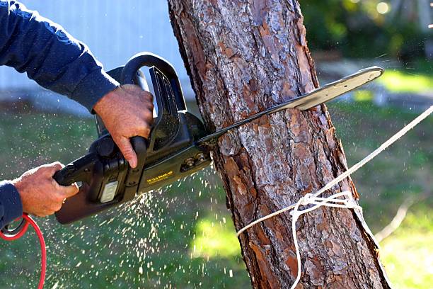 Best Root Management and Removal  in Tatum, TX