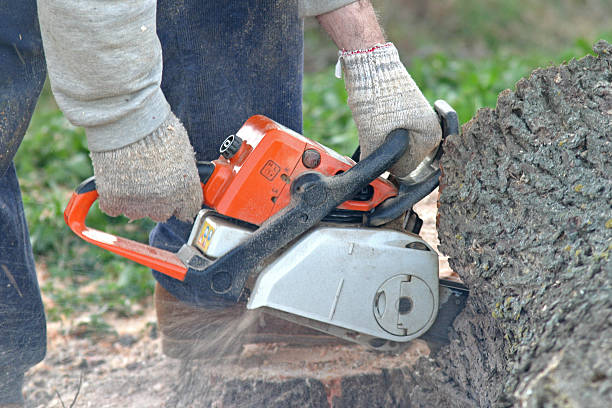 Best Leaf Removal  in Tatum, TX