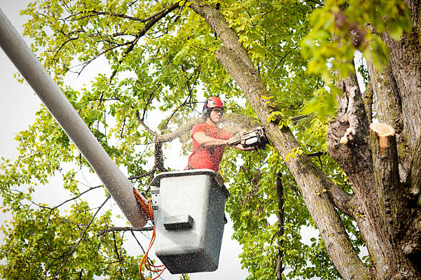 Best Fruit Tree Pruning  in Tatum, TX
