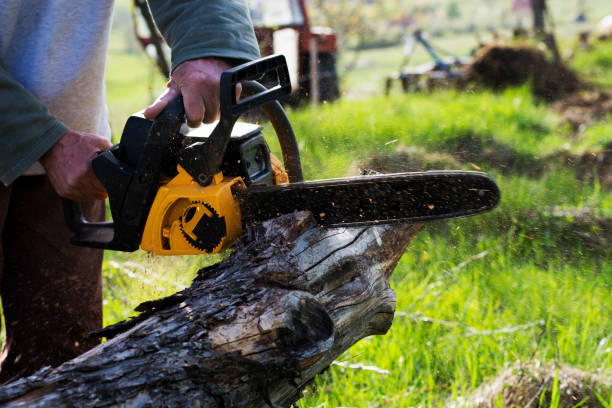 Best Tree Mulching  in Tatum, TX